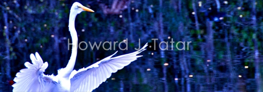 Bird Photo