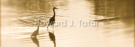 Water Bird Photo