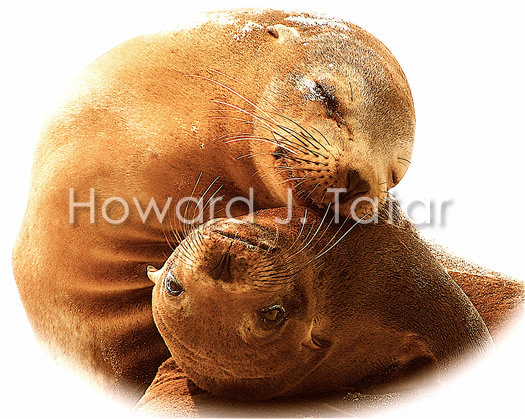 Seals